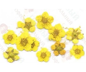 Сухоцветы в пакете Пятилистник желтый