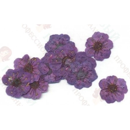 Сухоцветы в пакете Пятилистник фиолетовый
