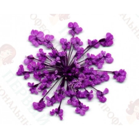 Сухоцветы в пакете Салютики фиолетовый
