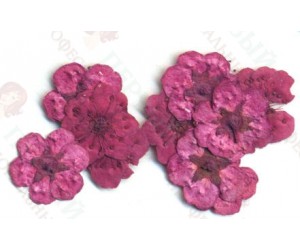 Сухоцветы в пакете Пятилистник бирюзовый